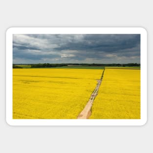 Agricultural landscape, fields of yellow colza under moody cloudy sky Sticker